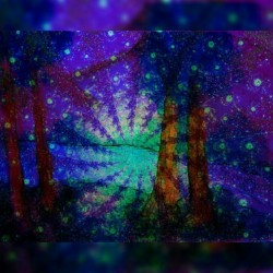 Magical Forest